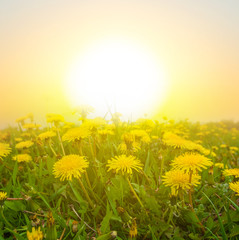yellow dandelions at the evening