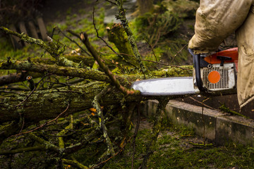 Man sawing a log in his back yard