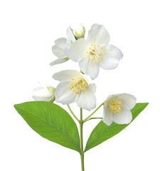 White flower (jasmine) isolated on white background.