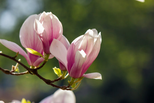 magnolia flowers on a blury background