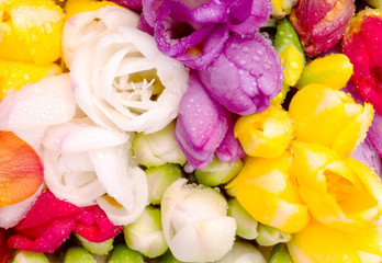 freesia colorful bouquet - obrazy, fototapety, plakaty