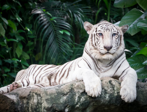 White Bengal Tiger