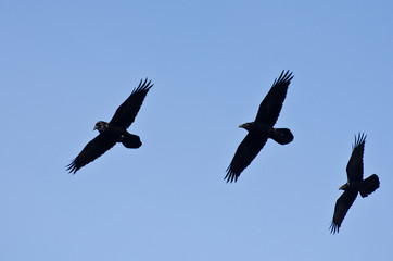 Three Black Ravens Flying in a Blue Sky