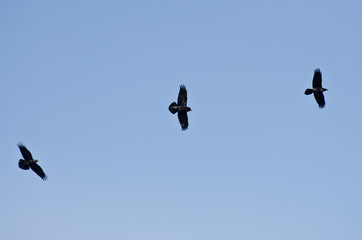 Three Black Ravens Flying in a Blue Sky