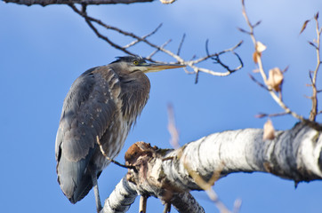 Great Blue Heron Perched in a Tree