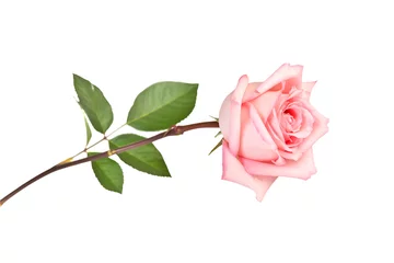Zelfklevend Fotobehang Rozen Roze roos