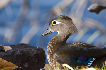 Profile of a Female Wood Duck