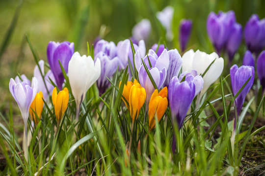 Group of garden crocus flowers