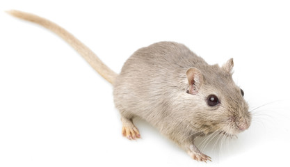 gerbil isolated on white background