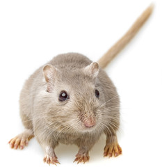gerbil