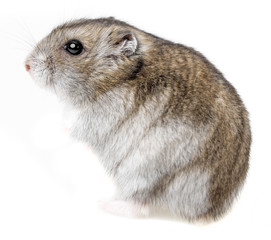 hamster isolated on white background