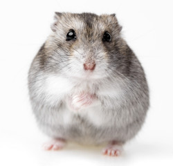 hamster isolated on white background