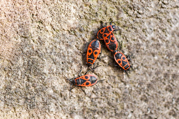 Macro photo of four fire bugs