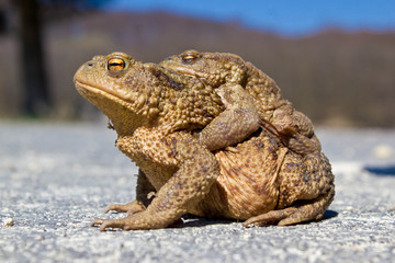 Pair of Frogs in the nature