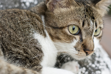 cat's eye