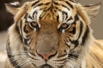 Fototapeta na wymiar The eye if the tiger