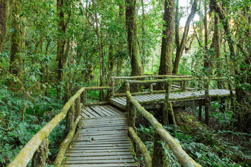 Wooden walkway in rain forest, Doi Inthanon national park, Chian