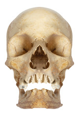 Obraz premium Human skull, isolated on white