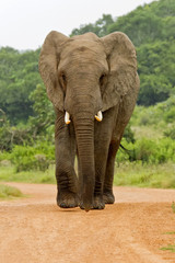 Elephant in the road