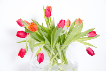 Tulips