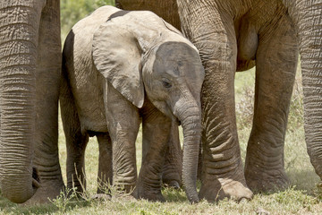 Fototapeta premium Elephant protection