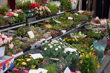 Mercato dei fiori