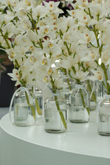 Cymbidium