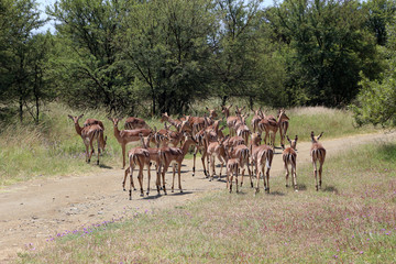 Impalas
