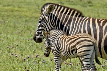 Fototapeta na wymiar Zebra parent affection