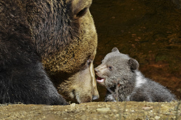 brown bear - mother and cub