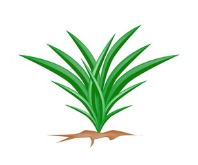 A Fresh Pandan Plant on White Background