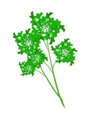 Fresh Green Parsley on A White Background