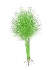 Fresh Green Dill on A White Background