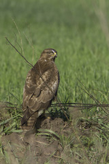 common buzzard in natural habitat - Buteo buteo