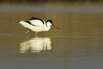 pied avocet  in the light of dawn / Recurvirostra avosetta