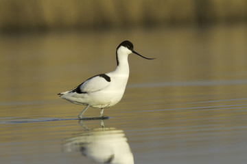 pied avocet  in the light of dawn / Recurvirostra avosetta