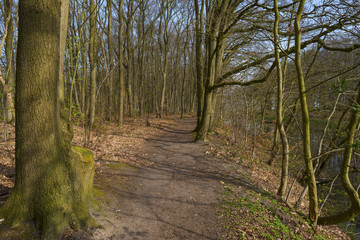Footpath through a beech forest in spring
