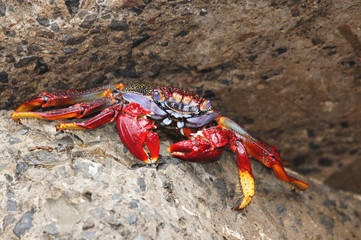 Sally Lighfoot, Grapsus webbi