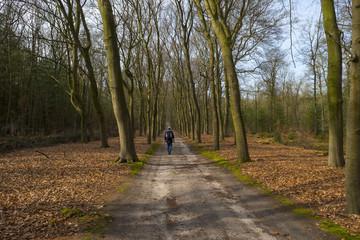 Fototapeta premium Footpath through a beech forest in spring