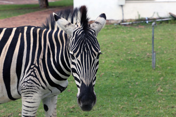 Zebra