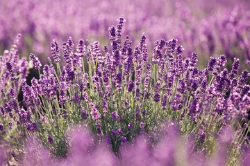 Rolgordijnen Paarse lavendelbloemen in het veld © levranii