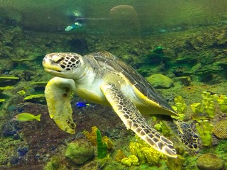 Swimming Sea Turtle at Zoo