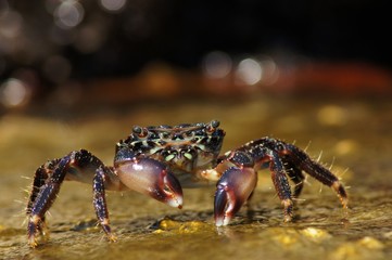 Marbled Rock Crab, Pachygrapsus marmoratus