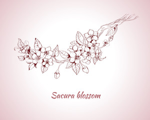 Sakura blossom sketch