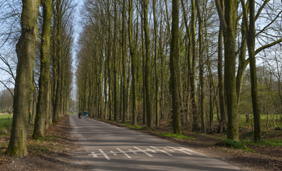 Road with  cyclists through a beech forest
