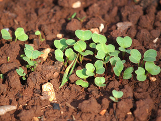 young plant