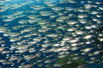Fish School: Glassfish (Golden Sweepers)