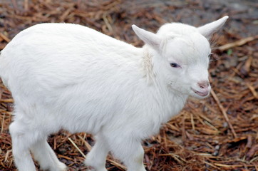 Obraz premium 仔山羊