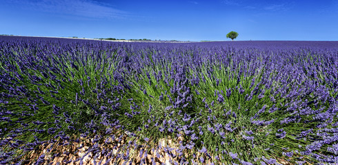 panoramic view of lavender fields in Provence, France - 63219528