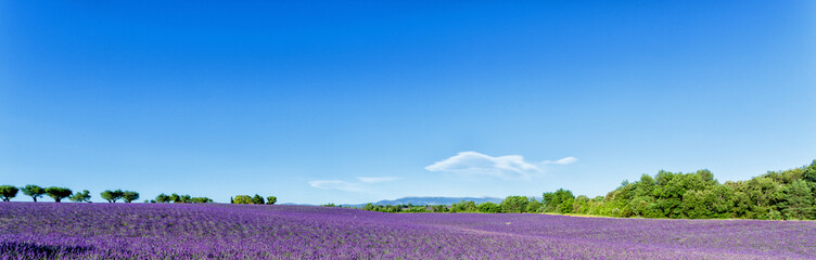 Panoramic view of lavender fields in Provence, France - 63219530